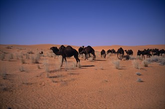 SAUDI ARABIA, Beraydah, "Herd of camels grazing in sandy desert, sparse scrubby vegetation "