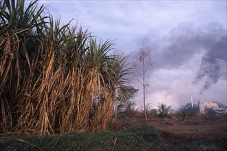 INDIA, Uttar Pradesh , Sugar Cane, Sugar cane growing in foreground with chimneys from sugar mill
