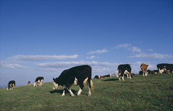 AGRICULTURE, Farming, Cattle, Cows grazing in a field in the South Downs.