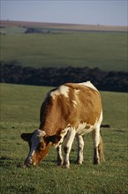 ENGLAND, Sussex, South Downs, Single red and white cow grazing in a field.