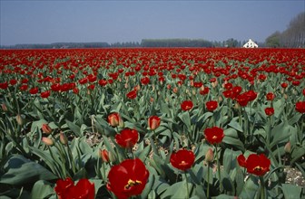 HOLLAND, Agriculture, Flowers, Field of red tulips.
