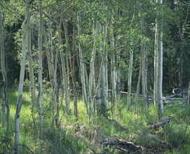 USA, Colorado, Rocky Mountain National Park, "Aspen trees,sunlight thro'slender silver barked
