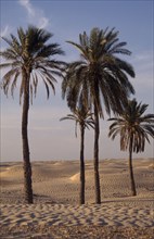 TUNISIA, Douz, Palms in the sand at the edge of an oasis with the desert beyond