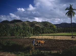 INDONESIA, Lombok, Timur, Mawon near Kuta. Man ploughing ricefields with cattle. A lone palm tree