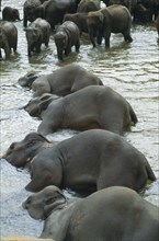 WILDLIFE, Big Game , Elephants, Indian Elephants at sanctuary orphanage bathing in Maha Oya river