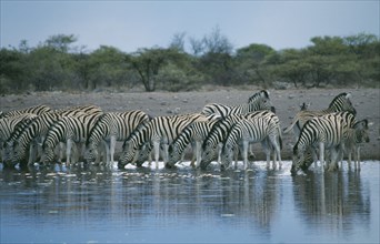 NAMIBIA, Etosha National Park, Zebra drinking at waterhole.