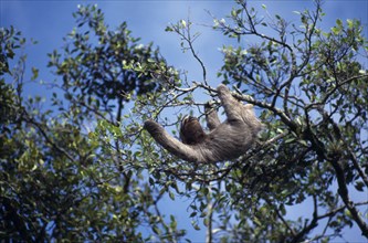 COSTA RICA, Limon, Sloth hanging from the branch of a tree