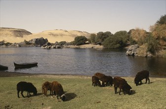 EGYPT, Nile Valley, Aswan, Sheep grazing on the banks of the River Nile upstream of Aswan.