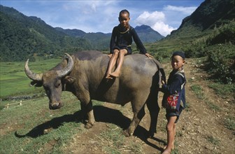 VIETNAM, North, Tribal People, Muong children with waterbuffalo.