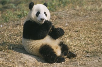 WILDLIFE, Bears, Panda, Giant Panda sitting on ground eating at Beijing Zoo