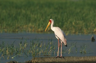 WILDLIFE, Birds, Stork, Yellow Billed Stork standing on the ground by a lake in Kenya