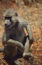 WILDLIFE, Apes, Baboons, Olive Baboon sitting on the ground at Tsavo Kenya