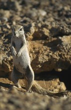 WILDLIFE, Rodents, Prairie Dog, Prairie Dog standing guard in Namibia