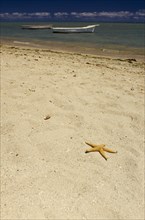 MAURITIUS, General,  Pointe aux Sables, Starfish shell on deserted beach with fishing boats at