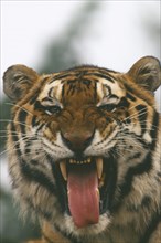 WILDLIFE, Big Game, Cats, Siberian Tiger (panthera tigris altaica) yawning
