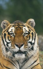 WILDLIFE, Big Game, Cats, Siberian Tiger (panthera tigris altaica) portrait