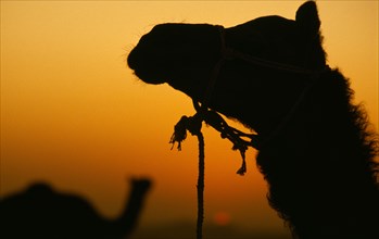INDIA, Rajasthan, Pushkar, Two camels silhouetted against orange sunset sky.