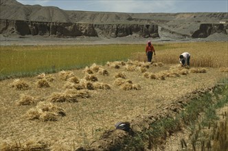 CHINA, Qinghai Province, Agriculture, Harvesting wheat