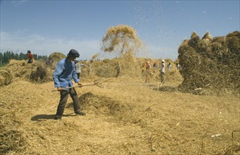 CHINA, Ningxia Province, Threshing Wheat by hand.