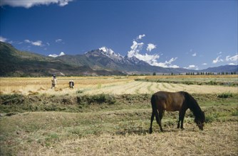 CHINA, Yunnan, Lijiang , Horse grazing in foreground with farmer harvesting wheat in field against