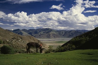 CHINA, Tibet  , Tsangpo Valley, Tethered grazing donkey in mountain landscape.