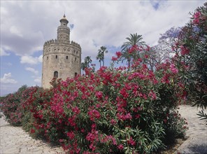 SPAIN, Andalucia, Seville, "Arenal District, Torre del Oro with pink flowers on a shrub in the