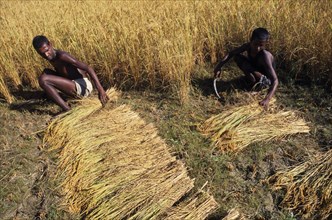 NEPAL, Eastern Terai, Agriculture, Two young men working in field harvesting rice by hand.