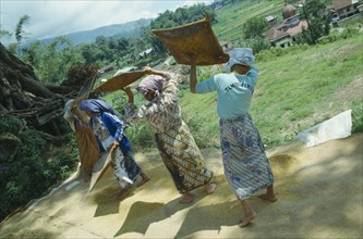 INDONESIA, Sumatra, Lake Toba, Four women sifting rice in field above village near Bukit
