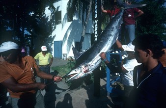 CUBA, Hemmingway Marina, Deep Sea Fishing Contest with man holding the nose of his catch