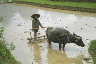 CHINA, Guangxi Province, Guilin, Farmer ploughing paddy field using plough drawn by buffalo near