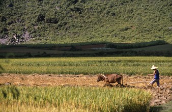 CHINA, Yangshou, Buffalo pulling a plough being steered by a farmer in a field