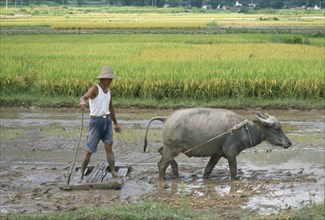 CHINA, Gunagxi Province, Guilin, Man with Buffalo raking Paddy Field