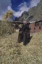 TIBET, Tsurpu, Women winnowing rice in a farmyard
