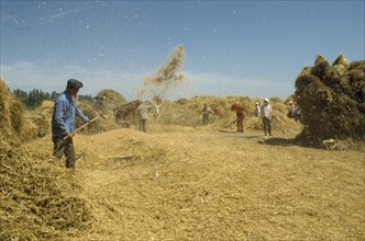 CHINA, Agriculture, Winnowing wheat on threshing ground.