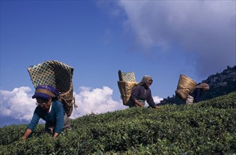 INDIA, West Bengal, Darjeeling, Tea pickers carrying woven baskets on their backs on crest of slope