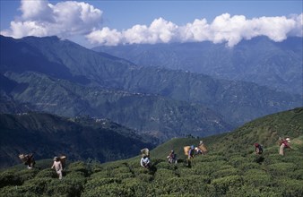 INDIA, West Bengal, Darjeeling, Tea pickers working on high hillside of plantation on tea estate.