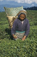 INDIA, West Bengal, Darjeeling , Woman tea picker at work with a basket on her back
