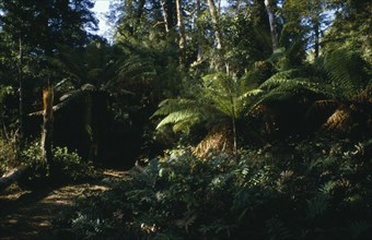 AUSTRALIA, Tasmania, Rainforest , Path into dense jungle.