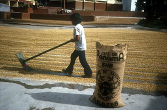 PANAMA, Agriculture, Drying Coffee beans