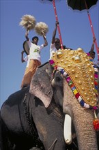 INDIA, Kerala , Trichur, Man  standing on a decorated elephant during the Great Elephant March