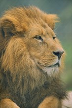 WILDLIFE, Big Game, Cats, Male Lion (panthera leo) portrait