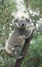 WILDLIFE, Bears, Koala’s, Koala Bear sitting in a tree