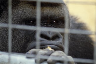 ANIMALS, Apes, Gorilla, Western lowland gorilla in captivity in Chessington zoo looking through