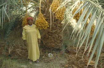 EGYPT, Agriculture, Crops, Fafara Date Harvest. Women standing near crops