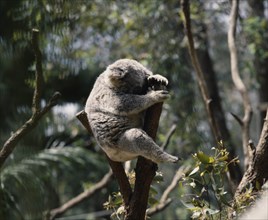 AUSTRALIA, General, Koala bear with eyes closed perched between lopped tree branches