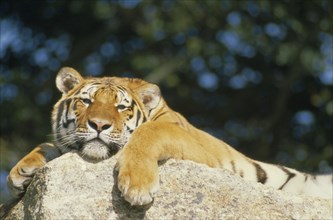 WILDLIFE, Big Game , Cats, Siberian Tiger (panthera tigris altaica) lying on rock almost asleep
