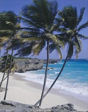 WEST INDIES, Barbados, South Coast, Bottom Bay Beach with coconut palm trees blowing in the wind on