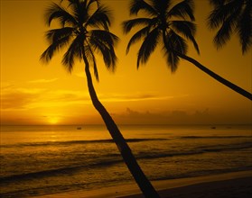 BARBADOS, West Coast, View of beach and palm trees at sunset