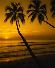 BARBADOS, West Coast, View of beach and palm trees at sunset