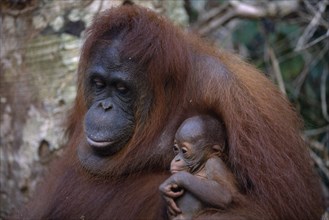 ANIMALS, Apes, Orangutan, Female and young orangutans in Borneo